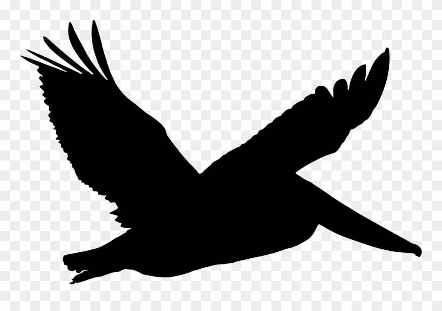 Big Image - Pelican Silhouette Png Clipart