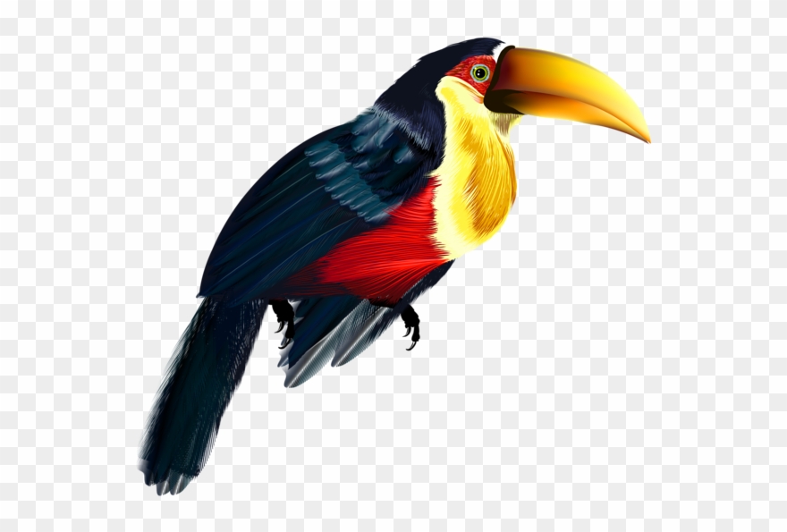 Pelican Transparent Png Clipart - Hornbill Image Transparent Background