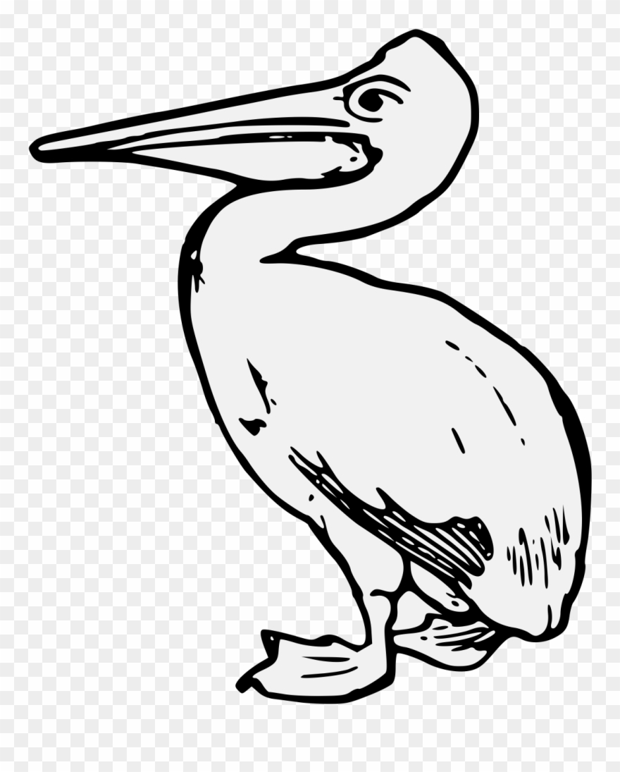 Image Result For Brown Pelican Line Drawing - Pelican Heraldry Clipart