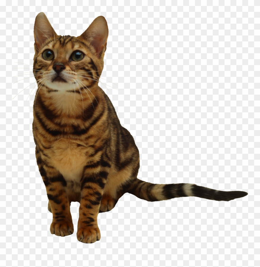 Tabby Cat Clipart Transparent Background - Brown Cat With Transparent Background - Png Download