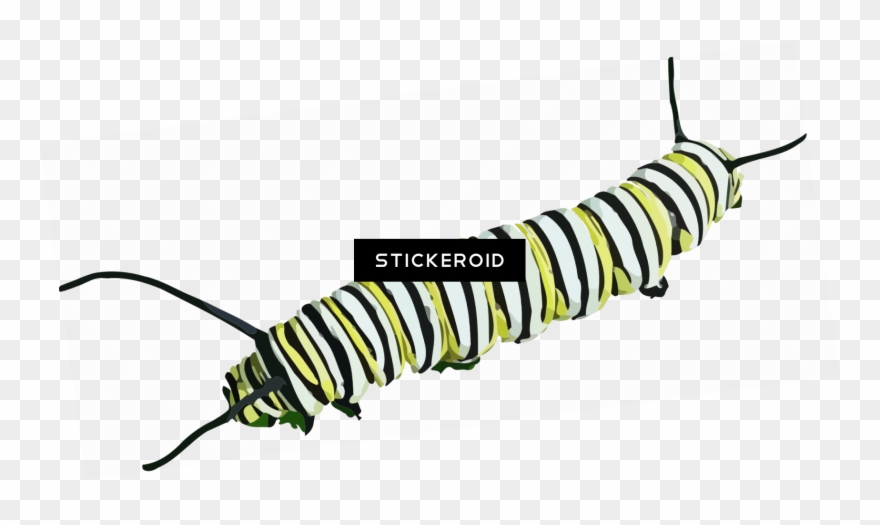 Caterpillar Clipart - Imagenes De Animales Que Se Arrastran - Png Download