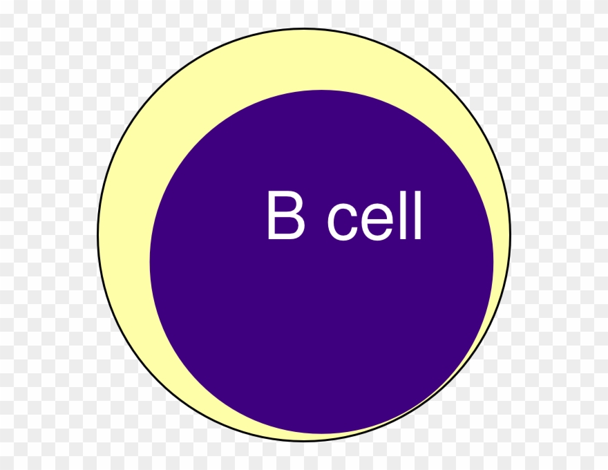 B Cell Clipart - Png Download
