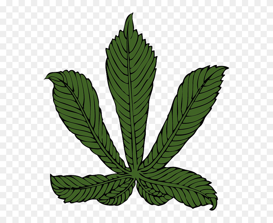 Horse Chestnut Leaf Png Clip Arts Transparent Png