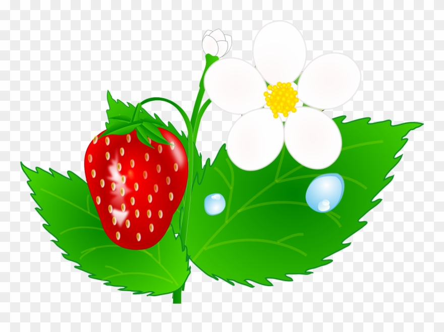 Green Leaves Clipart Strawberry - Strawberry Plant Clip Art - Png Download
