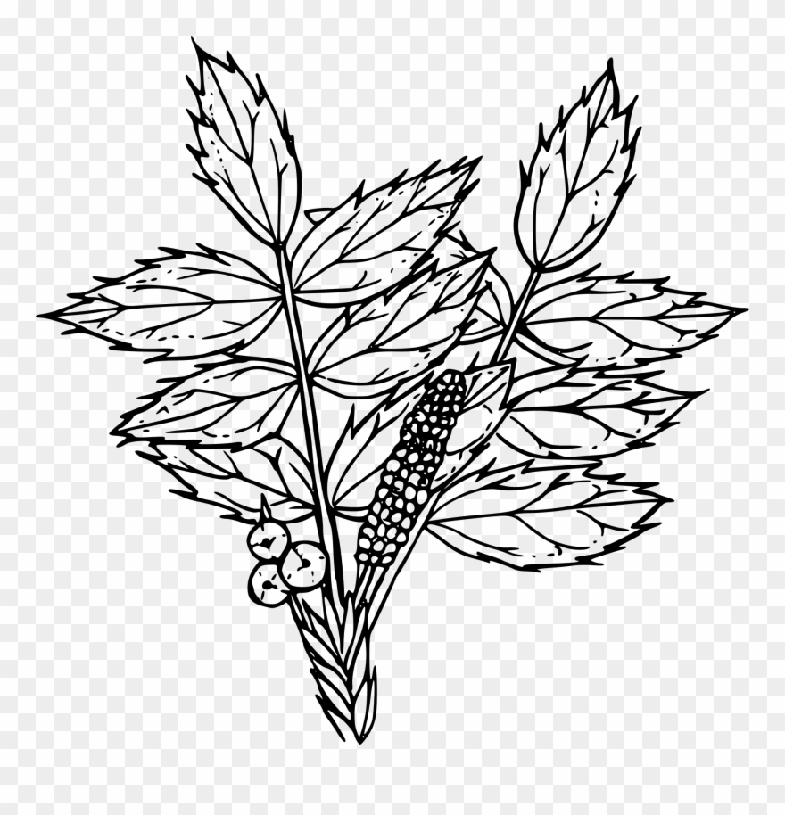 Clip Art Free Stock Outline Of A Flower - Tall Oregon Grape Drawing - Png Download