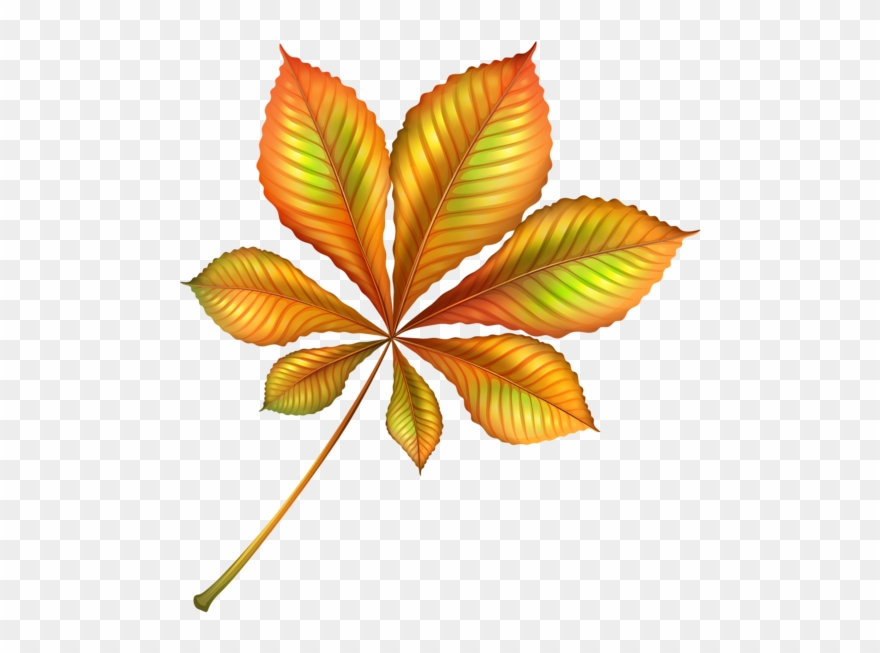 Clip Arts Related To - Chestnut Autumn Leaf Png Transparent Png