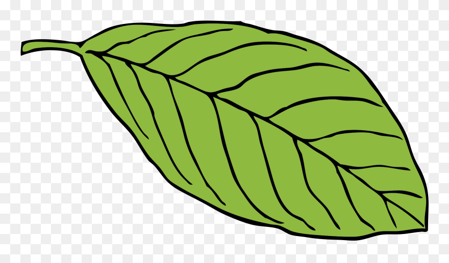 Leaves Clipart Printable Green - Cartoon Image Of A Leaf - Png Download