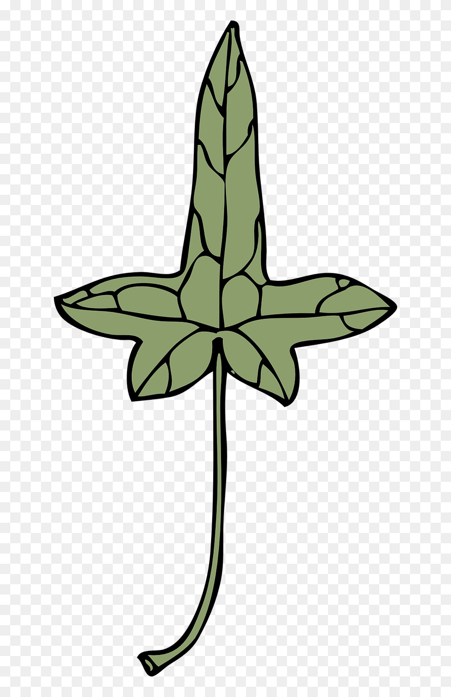 Ivy Leaf - Common Ivy Clipart