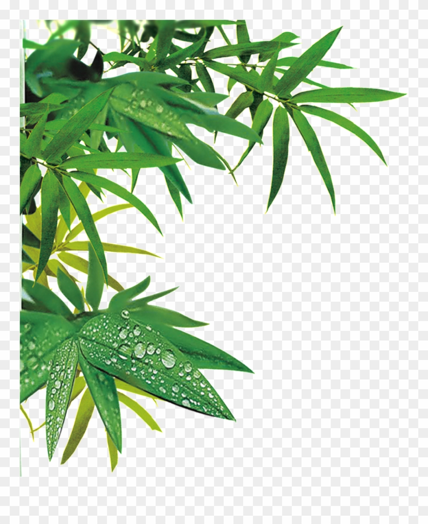 Realistic Bamboo Leaf Design Transparent Decorative - Hình Vẽ Lá Trúc Clipart