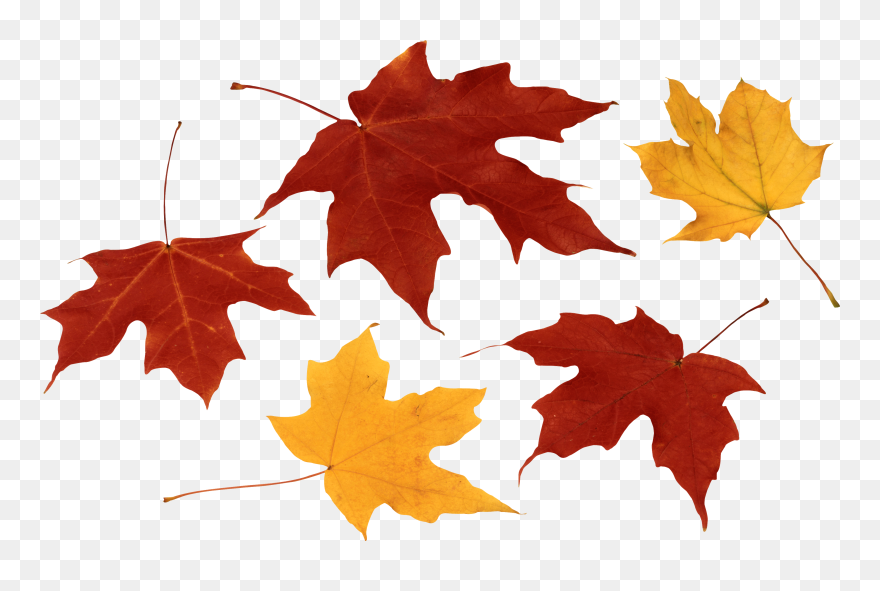 Fall Leaf Clip Art Black And White Image Free Download - Transparent Fall Leaves Png