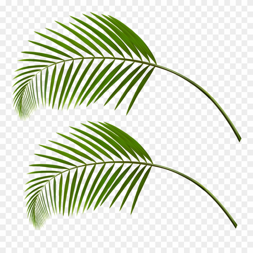 0, - Transparent Palm Leaves Png Clipart