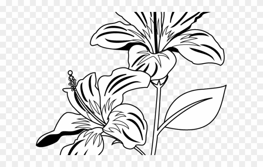 Leaf Clipart Gumamela - Gumamela Flower Clipart Black And White - Png Download