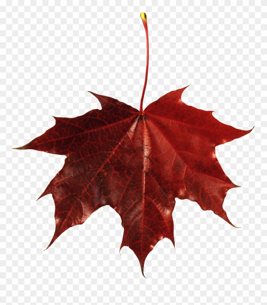 Autumn Png Leaf Fall Leaves Clip Art Transparent Background - Maple Leaf With Transparent Background