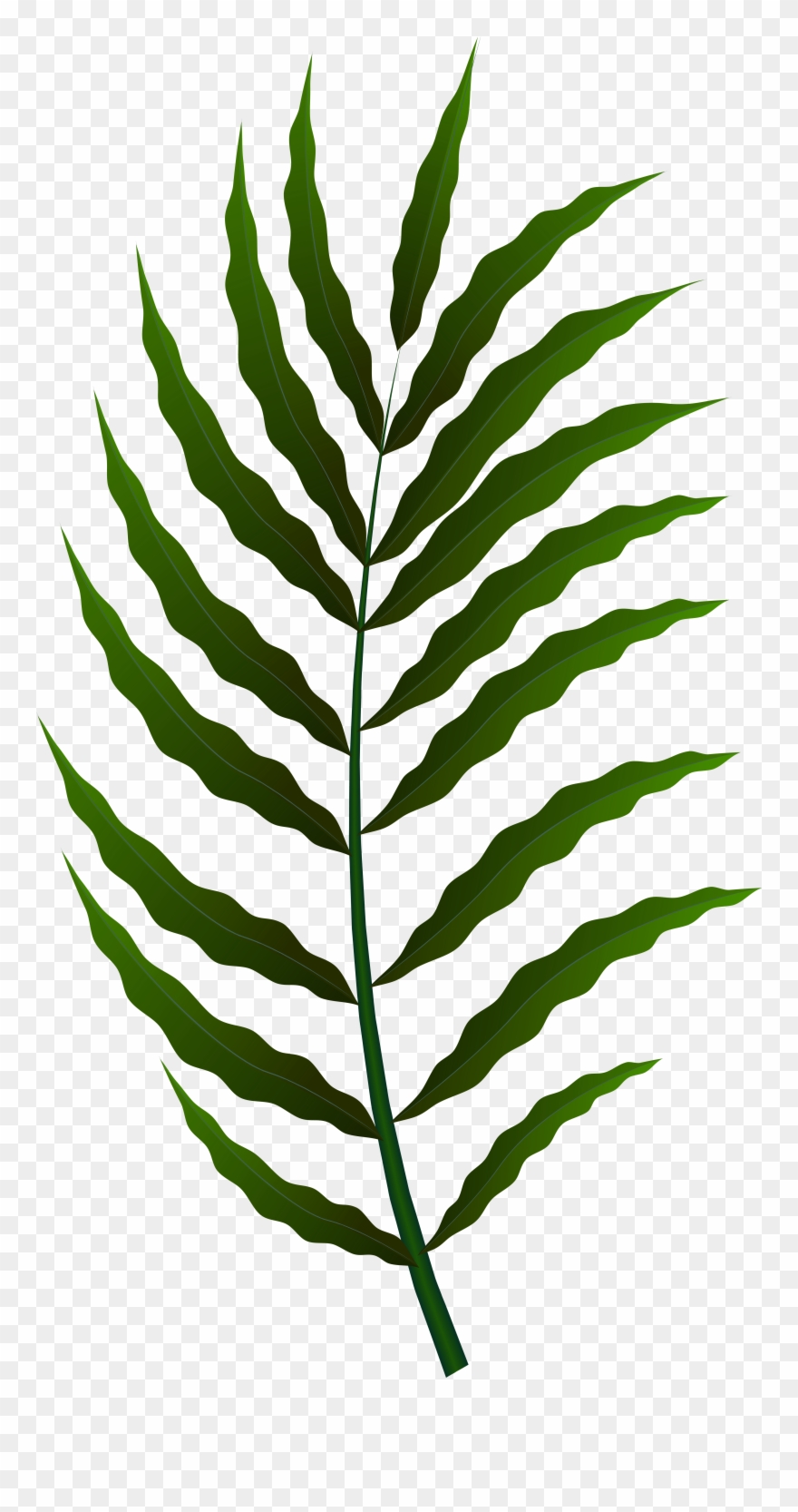 Fern Clipart
