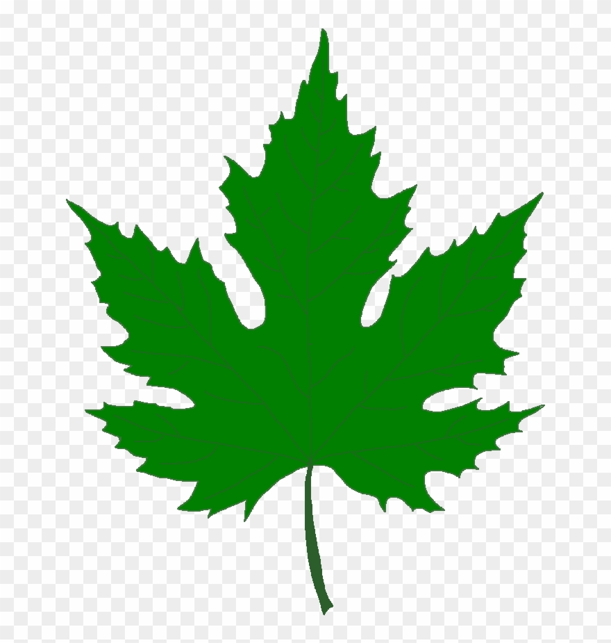 Silver Maple Tree - Green Maple Leaf Png Clipart