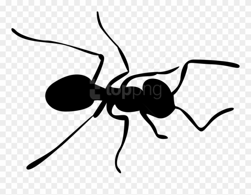 Download Ants Clipart Png Photo - Transparent Background Ant Clip Art