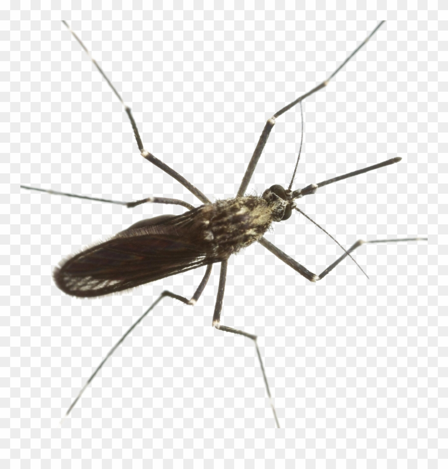 Mosquito Download Png Image - Mosquito Clipart