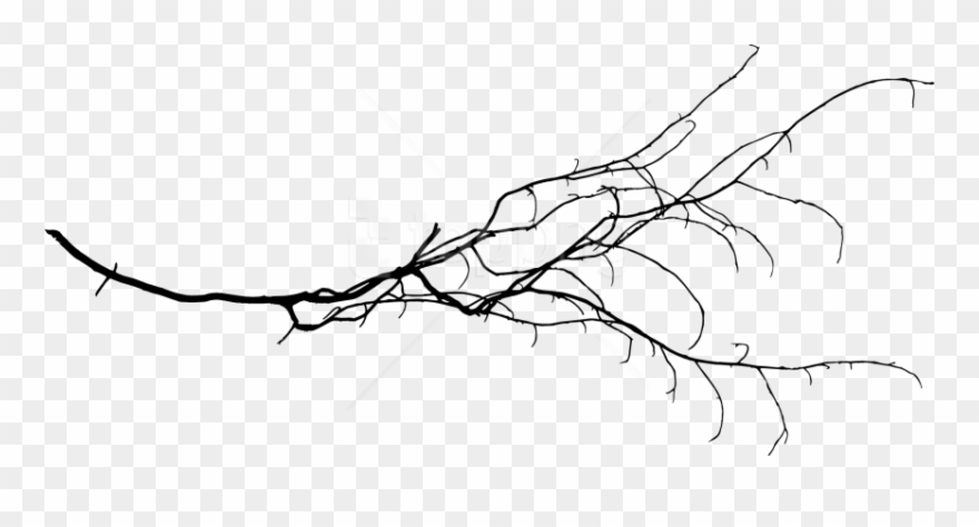 Tree Branch Png Transparent Background - Portable Network Graphics Clipart