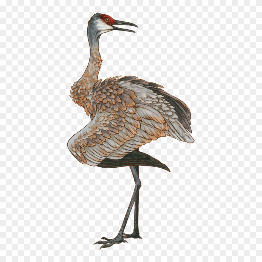 Sandhill Crane Clipart Transparent - Png Transparent Red Crowned Crane Png