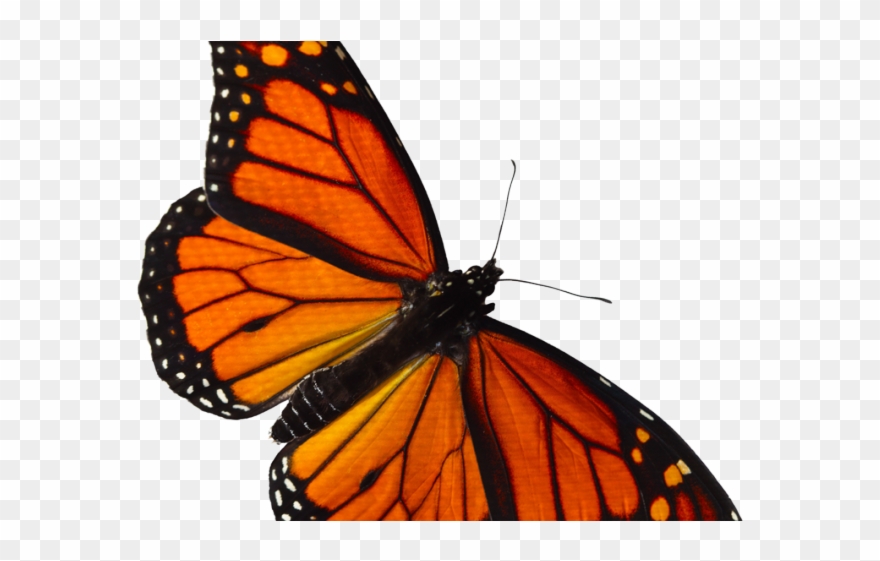 Monarch Butterfly Clipart Overlay - Transparent Monarch Butterfly - Png Download