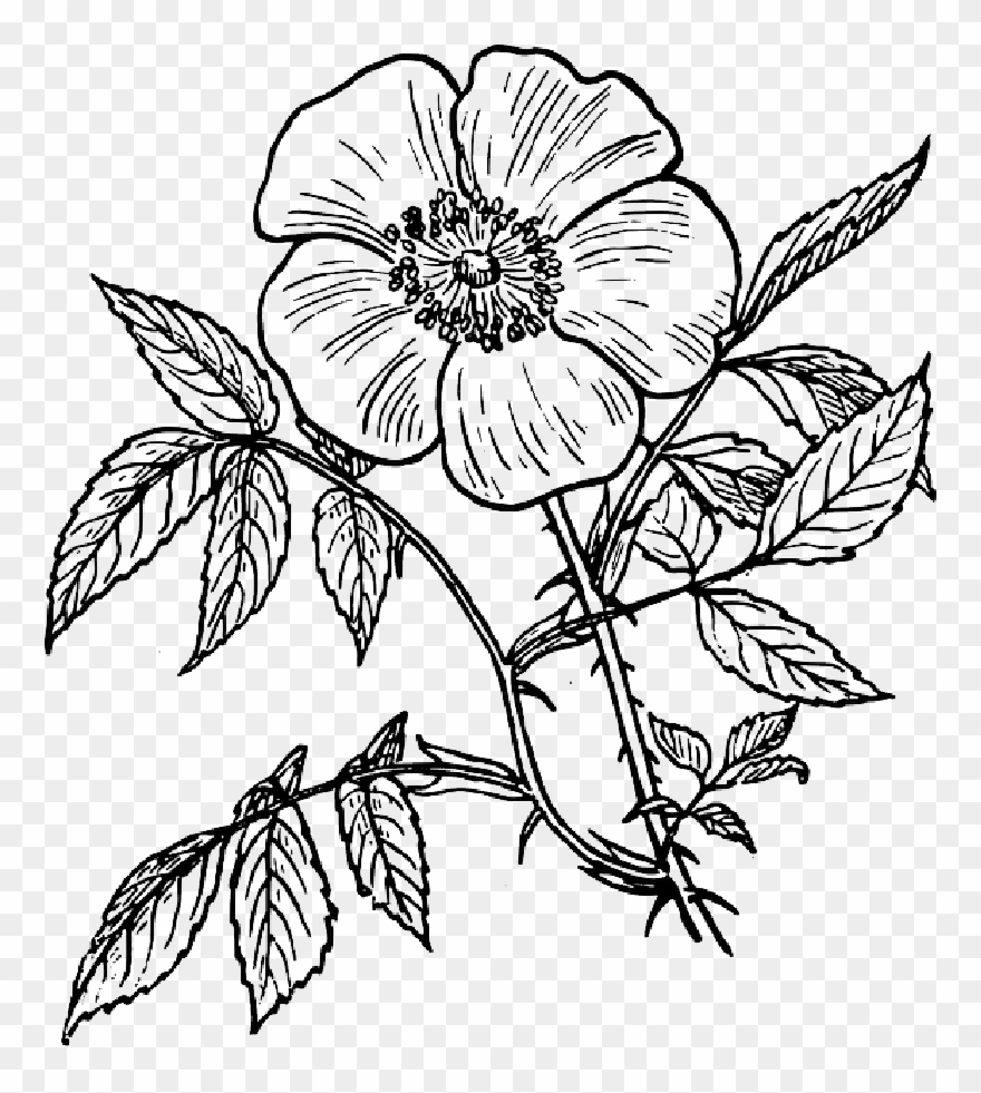 Drawing Bushes Outline - Day Of The Dead Flowers Drawing Clipart