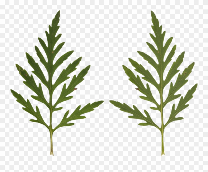 Leaf Clipart