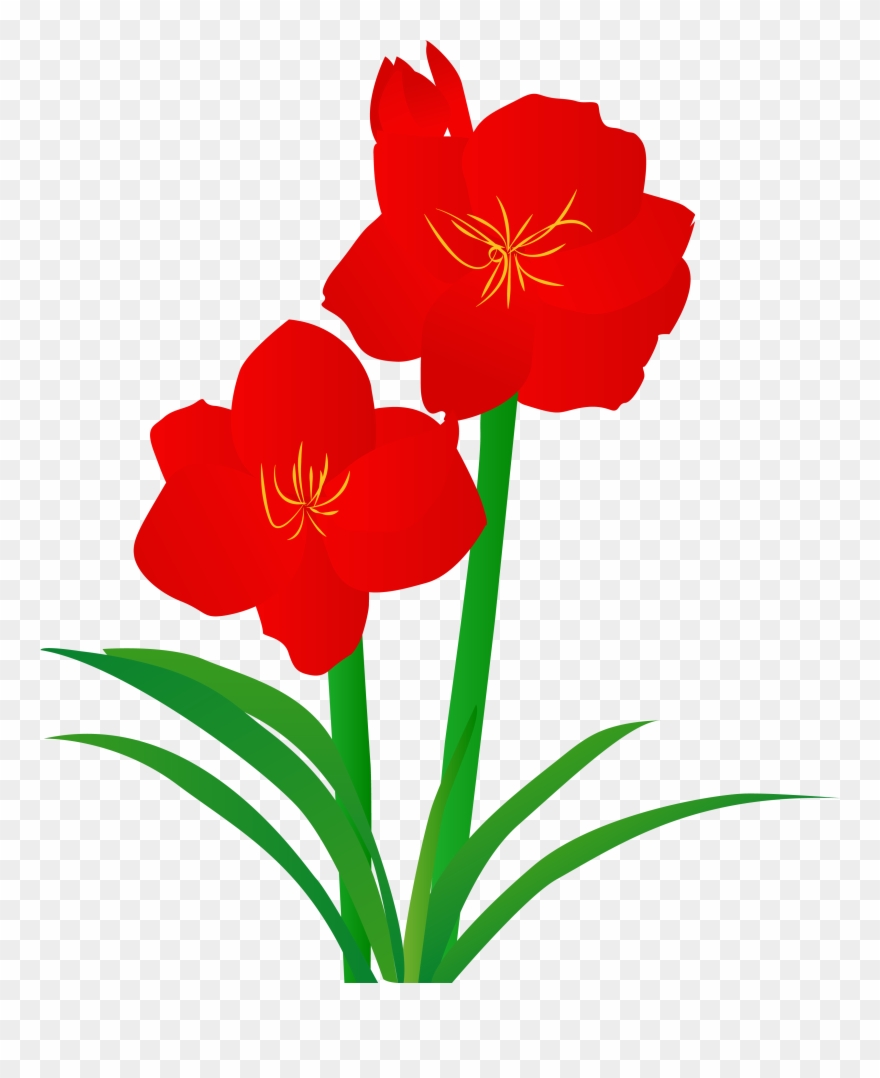 Hand Drawn Illustration Plant Illustrated Png And Vector - Hippeastrum Clipart