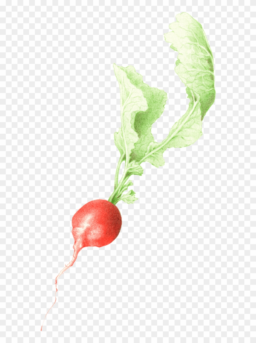 Drawing Vegetables Radish - Radish Clipart