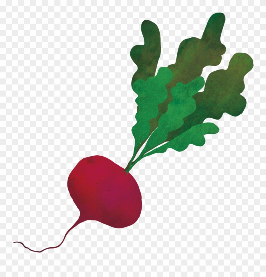 Save To Collection - Radish Clipart