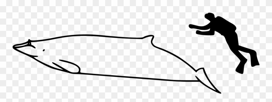 Whale Size Clipart