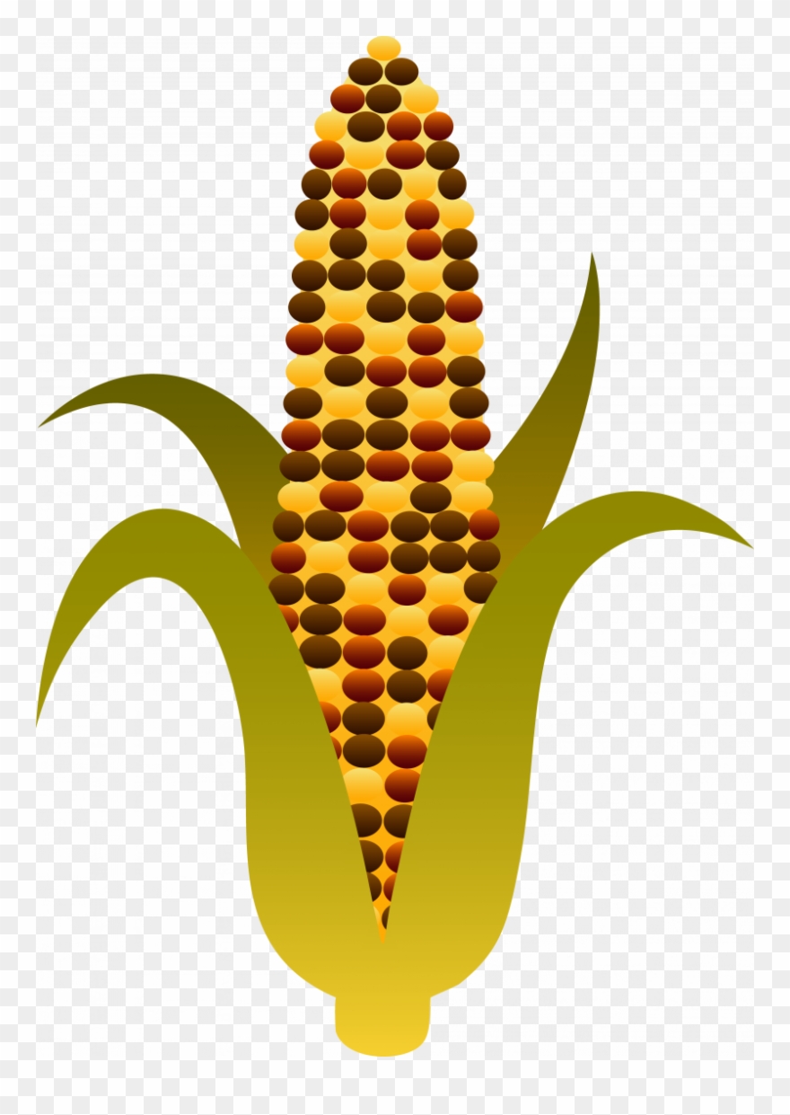 Indian Corn Clipart - Png Download