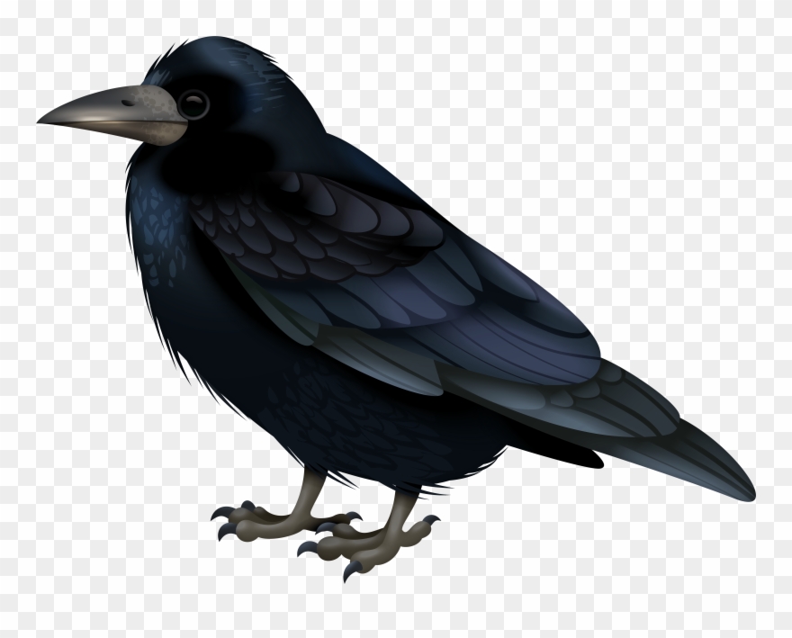Black Crow Transparent Image Clipart