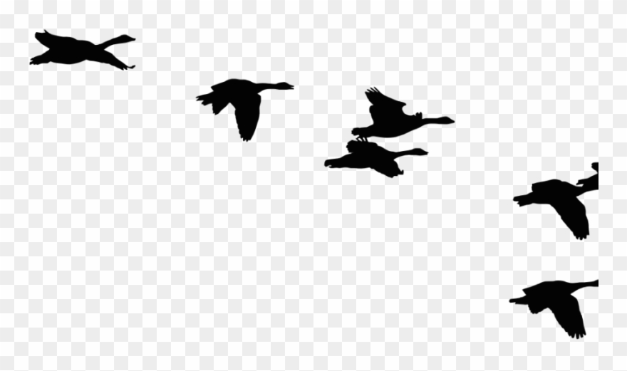 Flock Of Ducks Silhouette Clipart