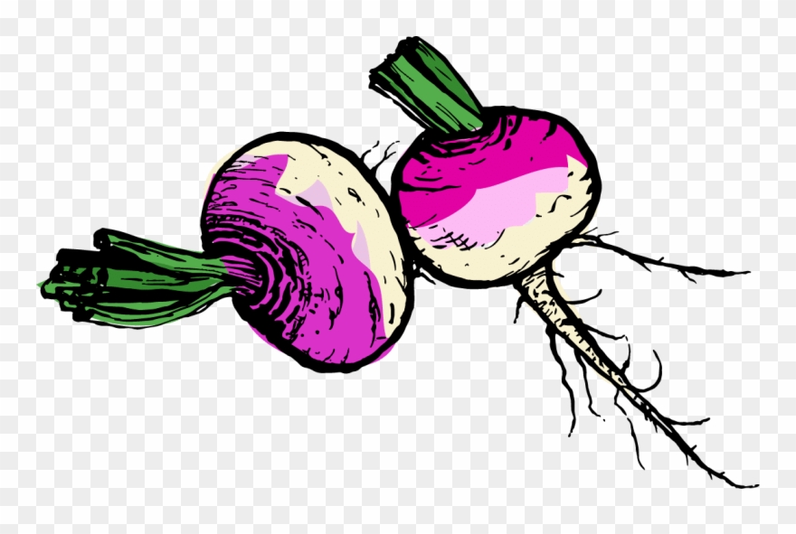 Turnip Images Clipart - Png Download