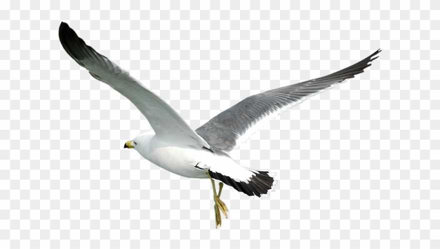 Gull Png - Ave Clipart