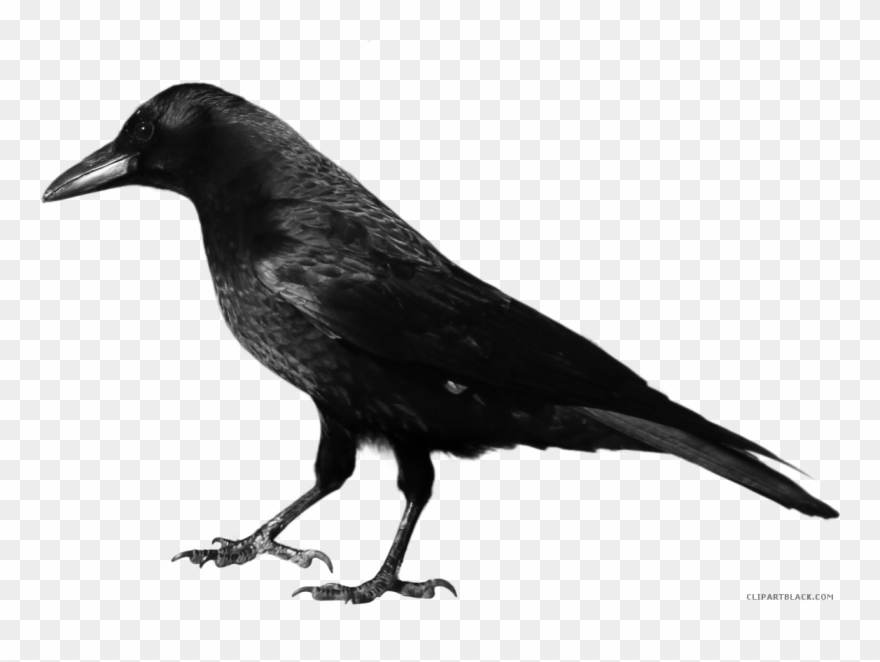 Svg Library Download Page Of Clipartblack Com Animal - Crow Clipart Black And White - Png Download