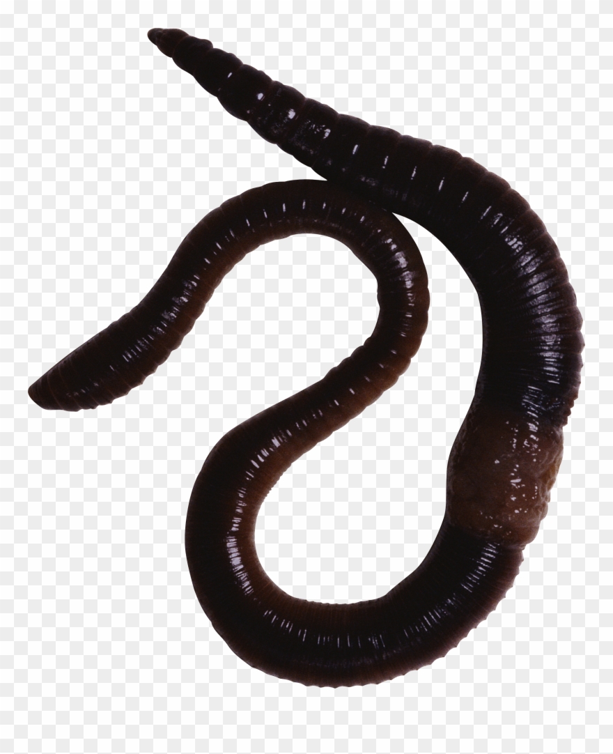 Earthworm Worm Png - Night Crawler Worms Clipart