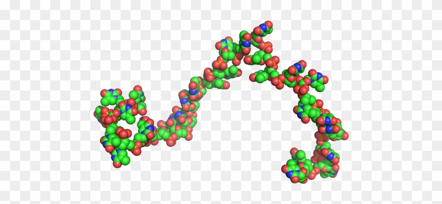 Poly Deoxythymidine Custom In House Model - Circle Clipart