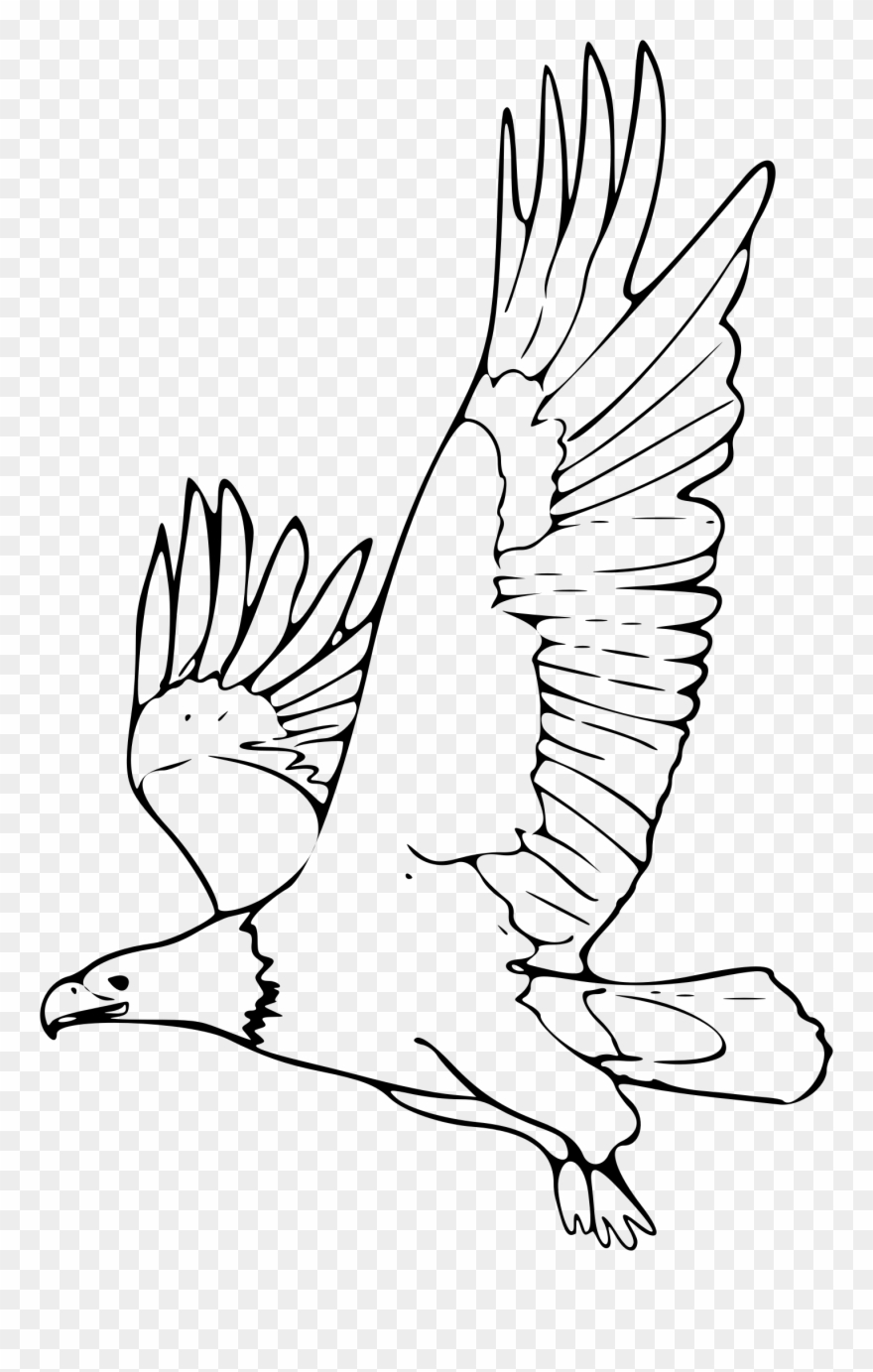 Bald Eagle Clipart - Outline Picture Of Eagle - Png Download