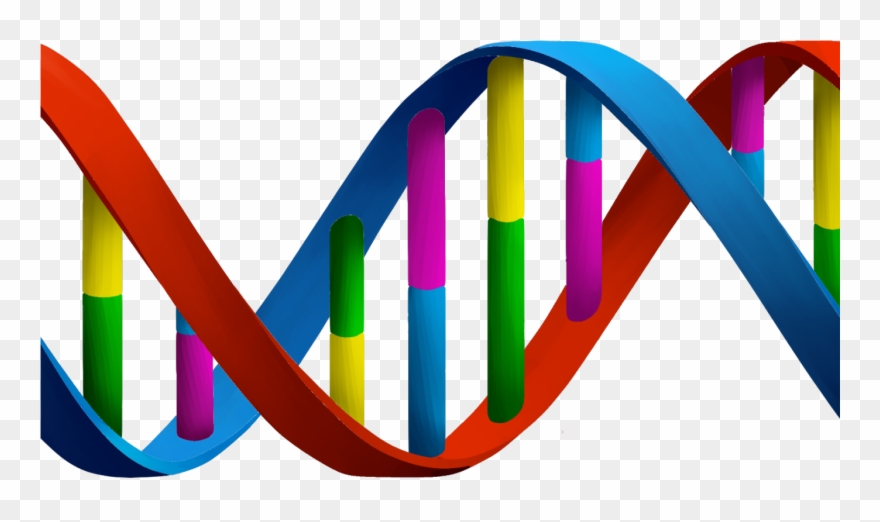 Nucleic Acid Clipart - Png Download