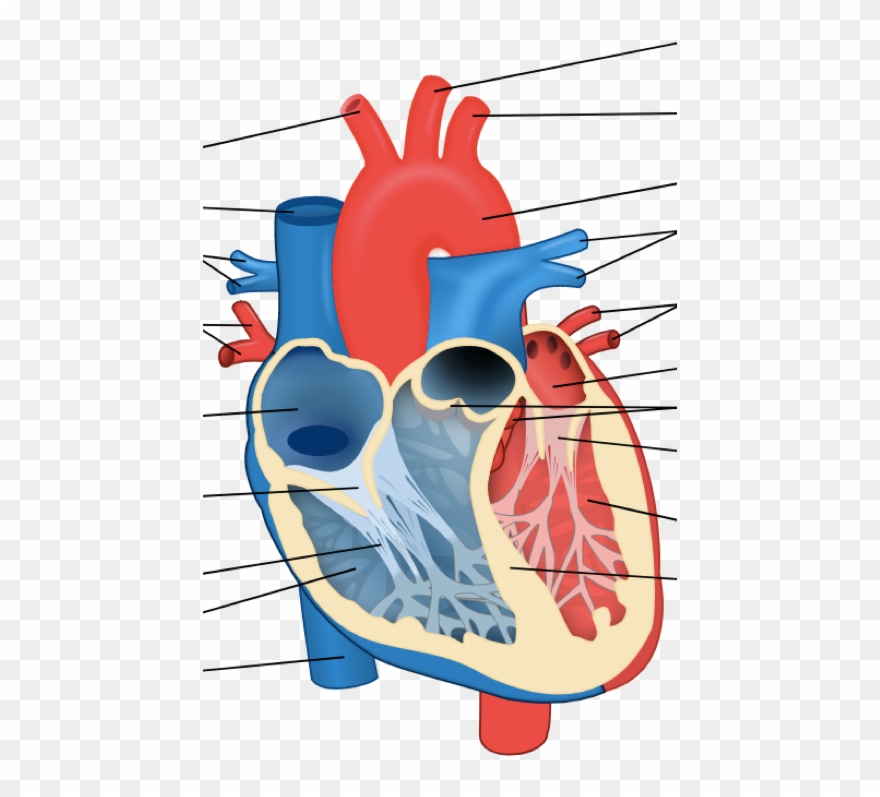 Left Side Of Heart - Diagram Of A Cow Heart Clipart