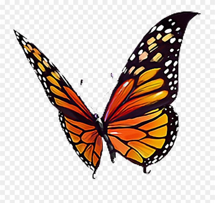 #butterfly #orange #black #yellow #white #butterflylove - Monarch Butterfly Clipart