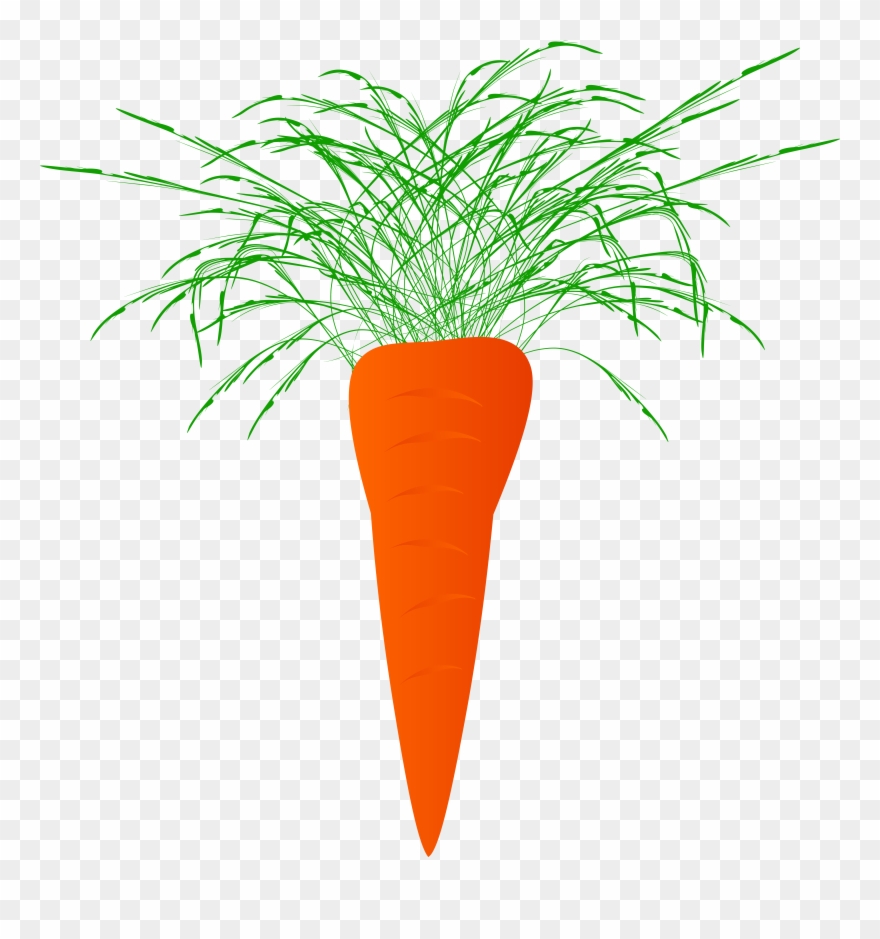 Carrots Carrot Plant Naciowa 1586302 - Marchewka Png Clipart