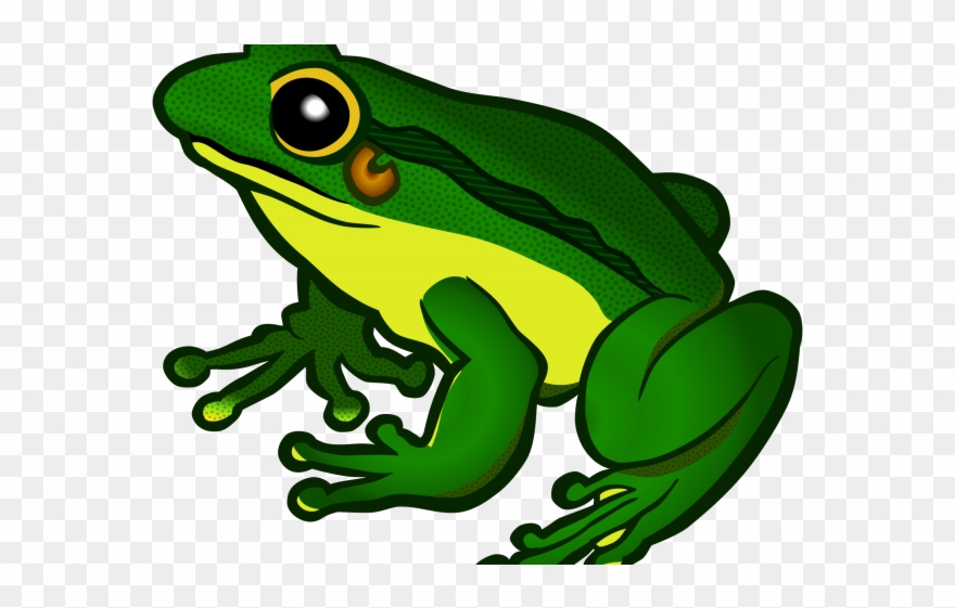 Green Frog Clipart Teacher - Frog Png Clipart Transparent Png