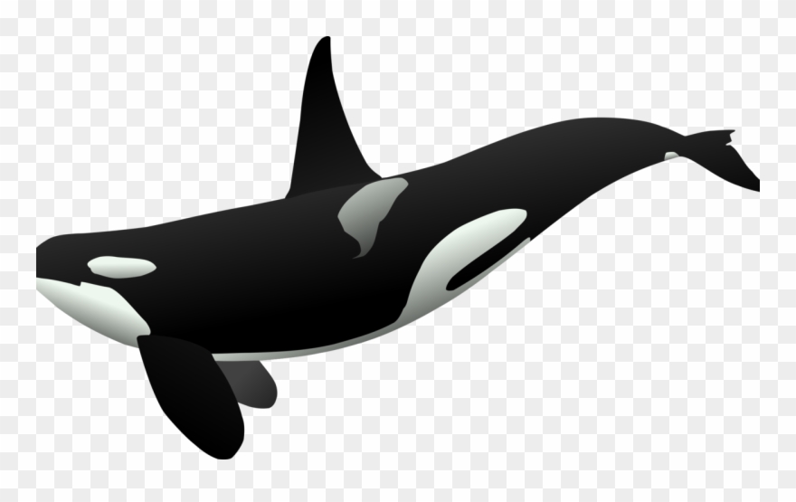 Frightening Shamu Clipart Cartoon Free Download Clip - Orca Clipart - Png Download