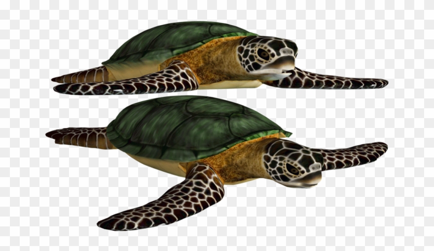 Green Turtle, Killer Whales, Clip Art, Photoshop, Orcas, - Turtle Png Format Transparent Png