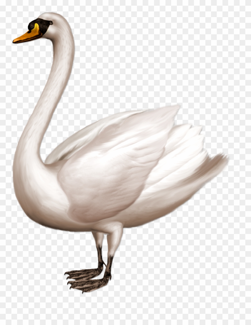 Swan Clipart Trumpeter Swan - Swan Png Transparent Png