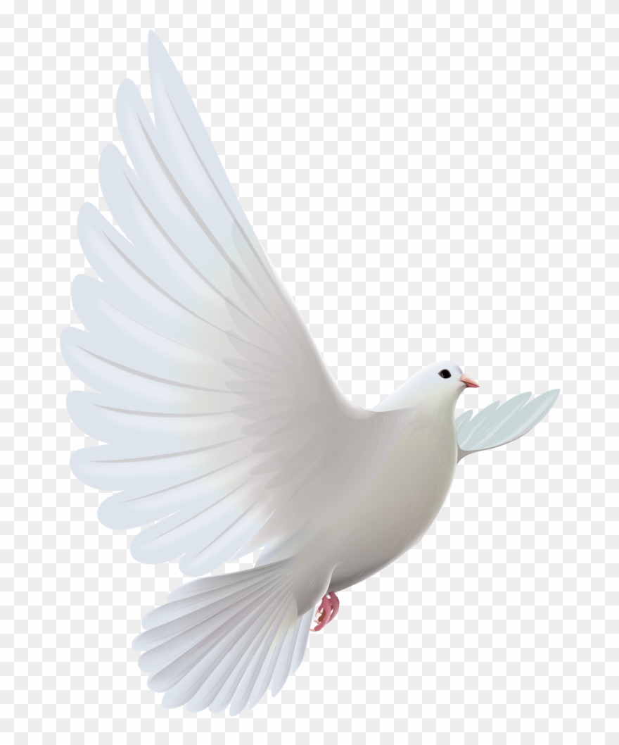 Clipart Bird Descending - Dove Png Transparent Background