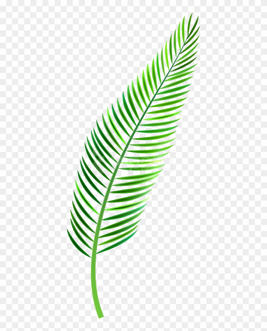 Free Png Palm Leaf Png Images Transparent - Palm Leaves Watercolor Png Clipart