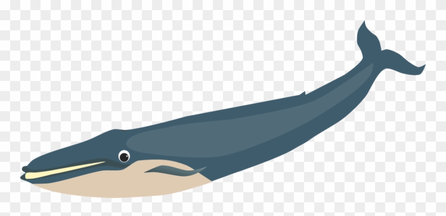 Picture Of Blue Whale - Whale Clipart